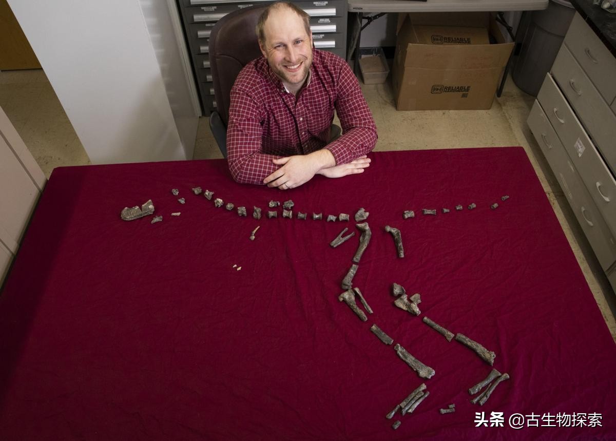 发现远古传说中的霸王龙,暴龙化石头部发现子弹孔