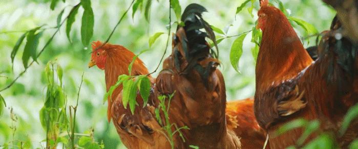 超有鸡味的阳山鸡,广东阳山鸡口感如何