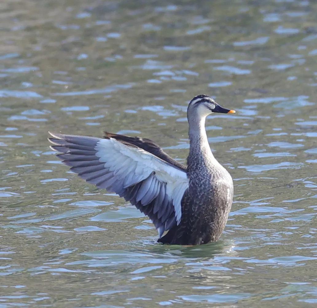 涂上黄色的“润唇膏”,TA就是野鸭中最靓的仔