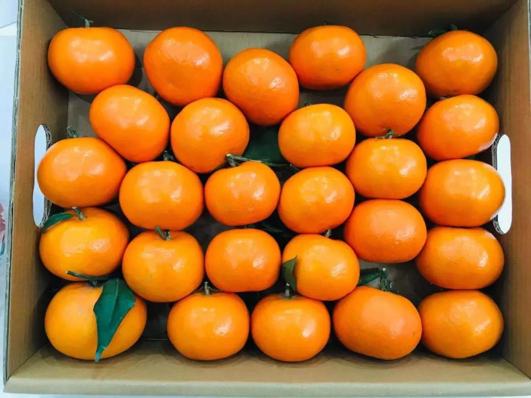 第19届农交会上的这些名特优农产品火了，有你家乡的吗？