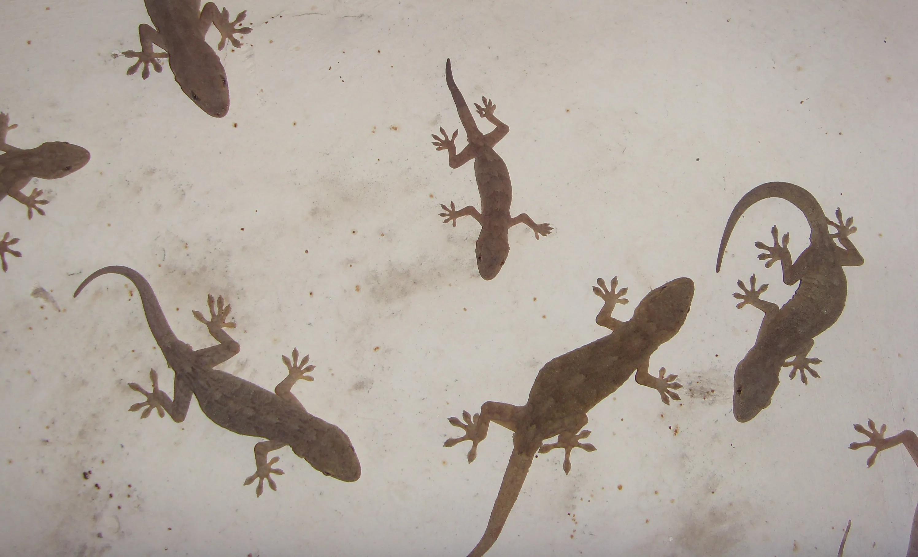 黑水虻成虫怎么养殖孵化,黑水虻养殖虫蛹孵化管理