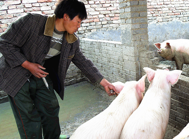 猪便秘怎么引起的,猪便秘怎么办解决方法