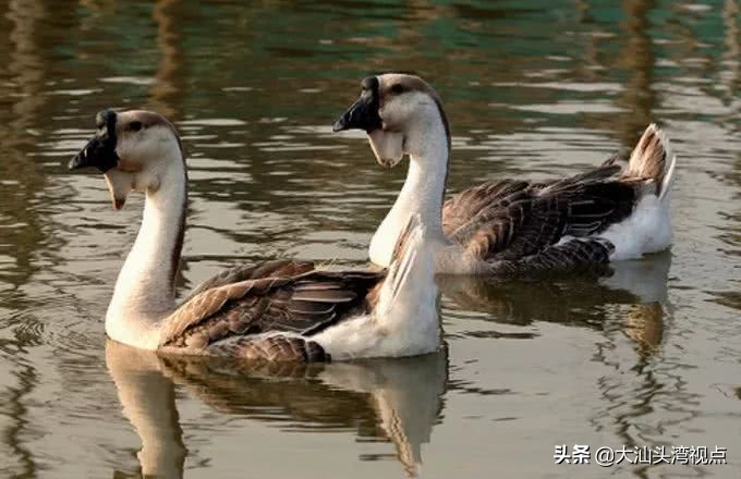 汕头有什么特色动物,汕头有动物的景点