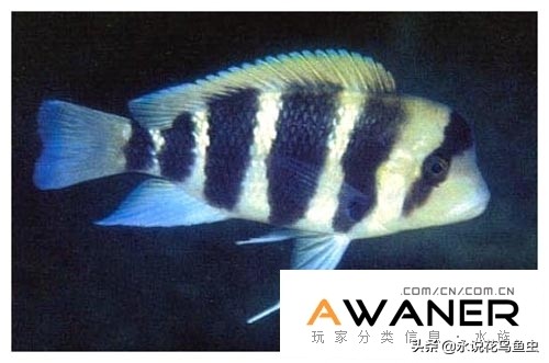慈鲷种类图片,慈鲷科鱼品种大全