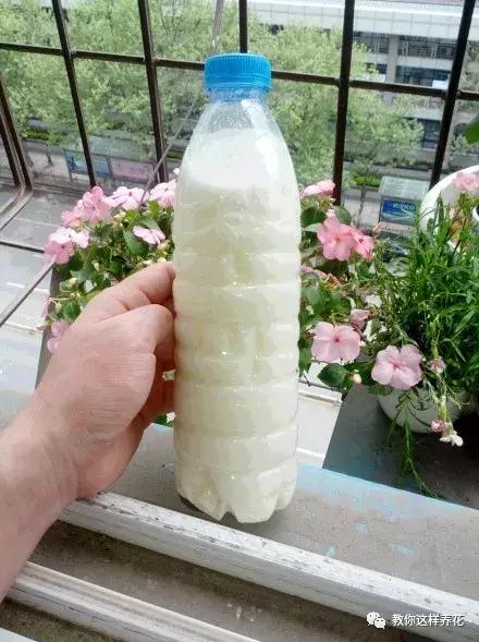 牛奶过期能浇哪些花卉植物,牛奶过期了怎么处理浇绿植