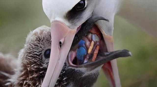 海狮在渔网里,海狮是一直在水下生存吗