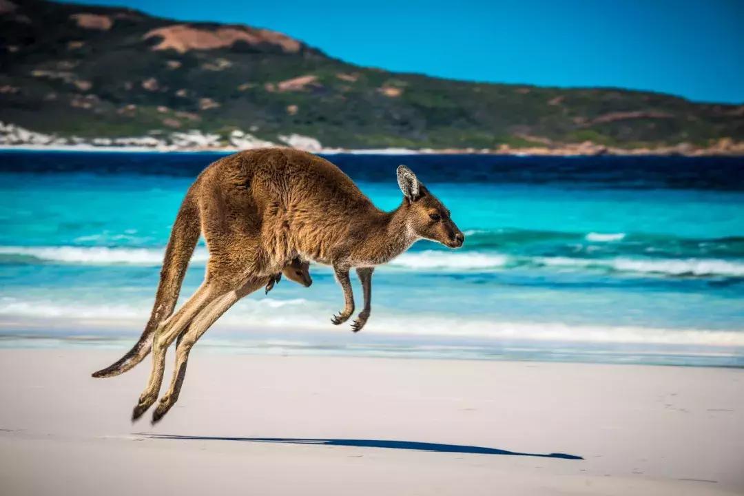 最新澳洲签证时间,2023澳洲签证申请多久出结果