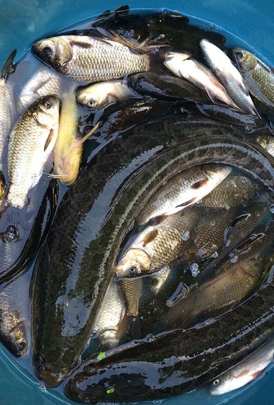 故乡味道：这种小鱼叫“刀鳅”，曾无人问津，现在一百多元一斤