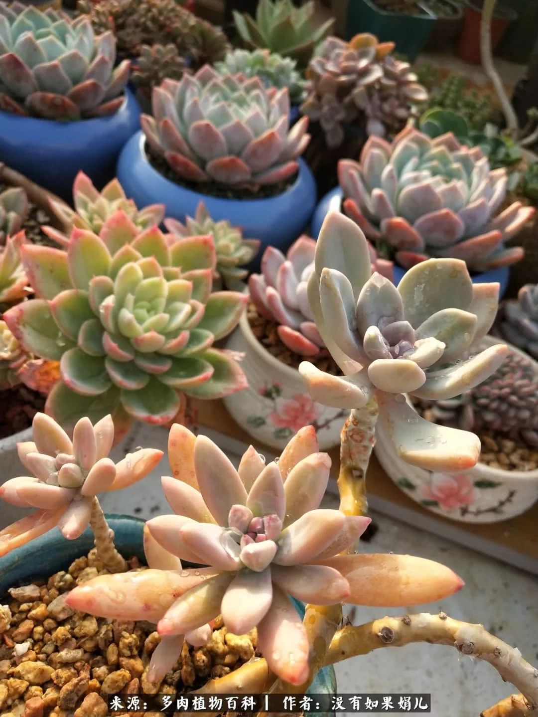 明人不说暗话，我为多肉而来！