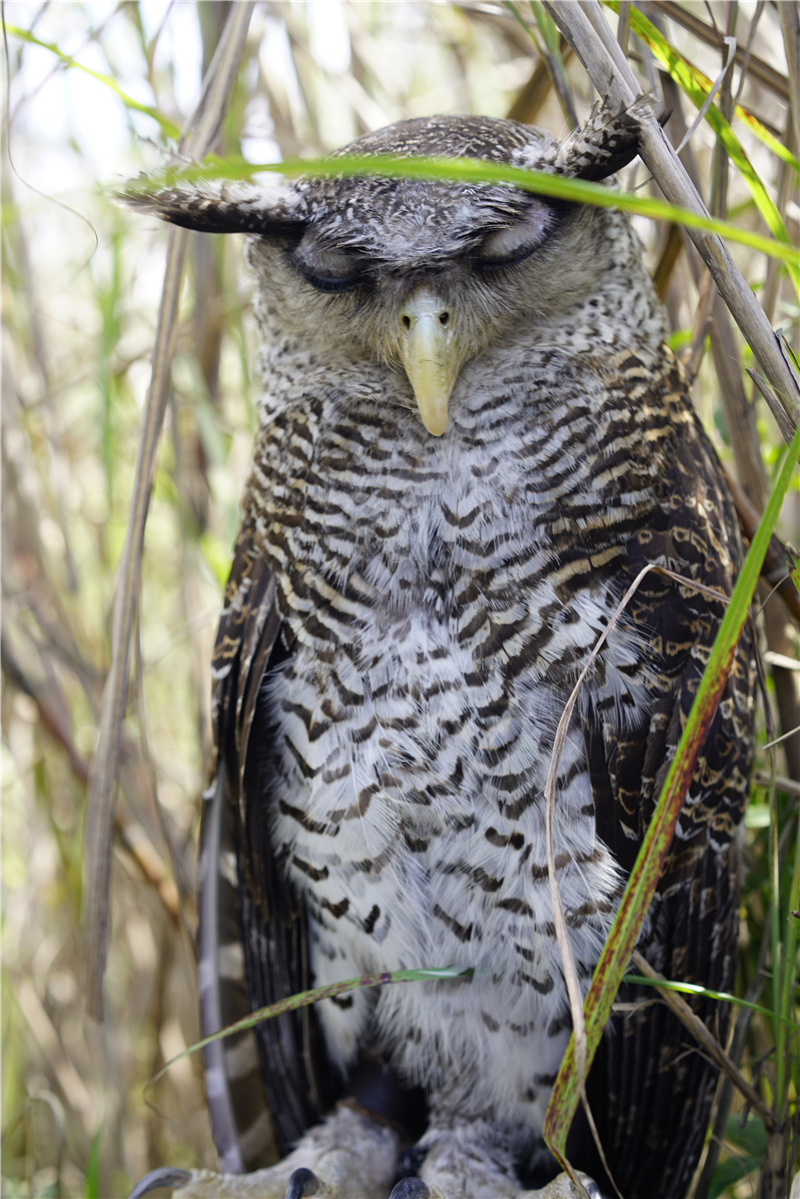 印度尼西亚的历史与文化,印度尼西亚文化体验