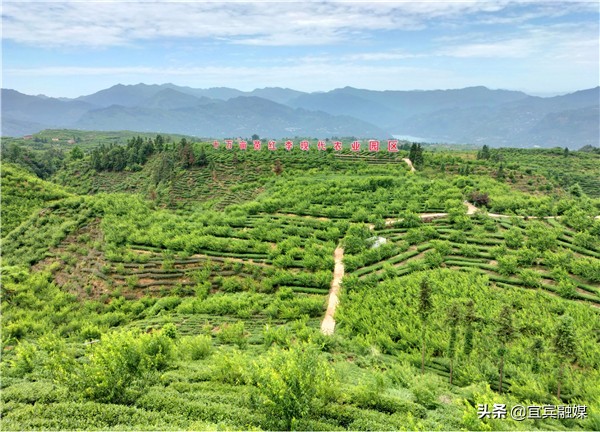 李好四川,李好四川人