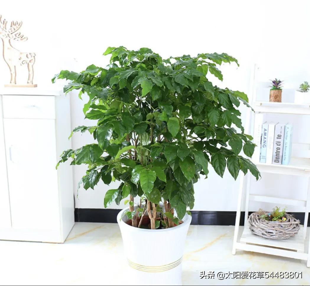 情人节20种礼物推荐,情人节520送什么颜色的花好