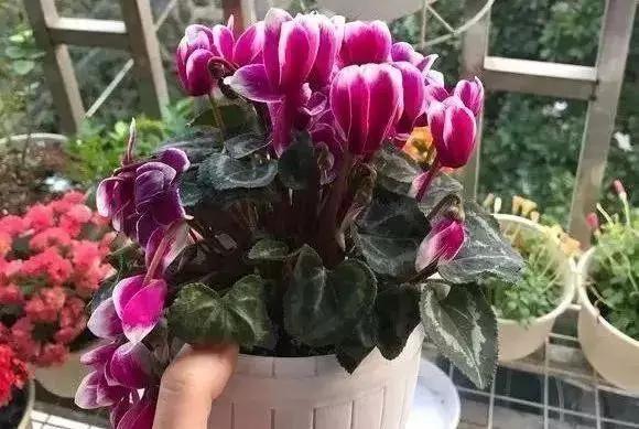 新买的仙客来黄叶,刚买的仙客来花都蔫了怎么办