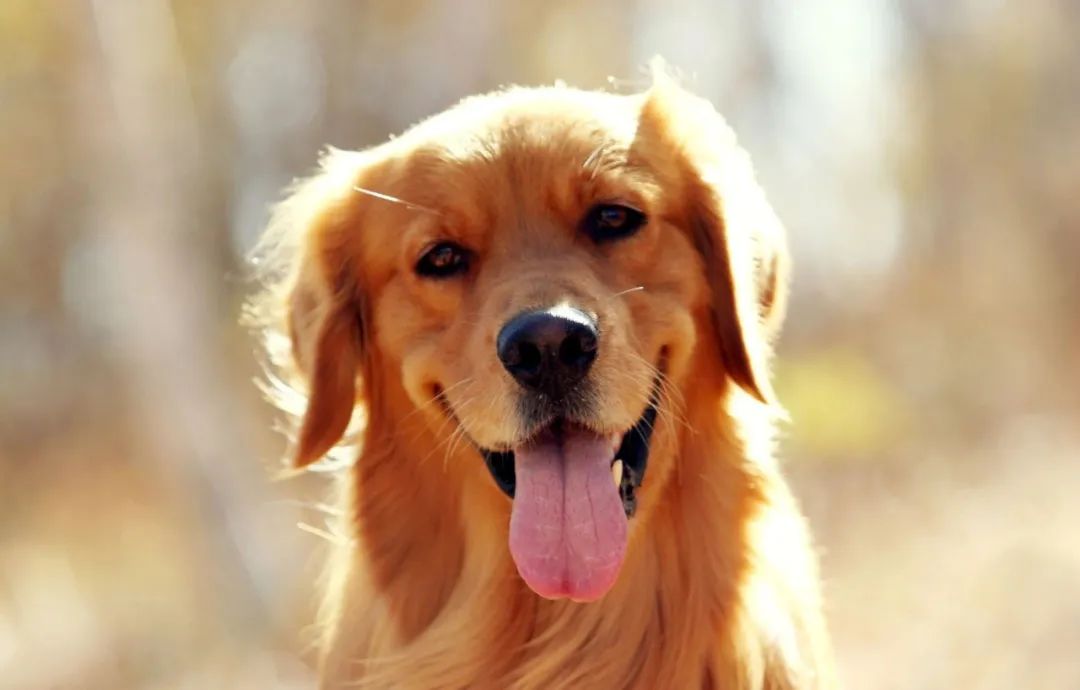 为什么有的金毛很黑,金毛为什么那么烦人