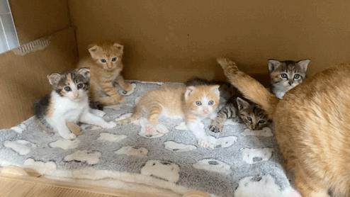 残疾猫能成为一个合格的猫妈妈吗？