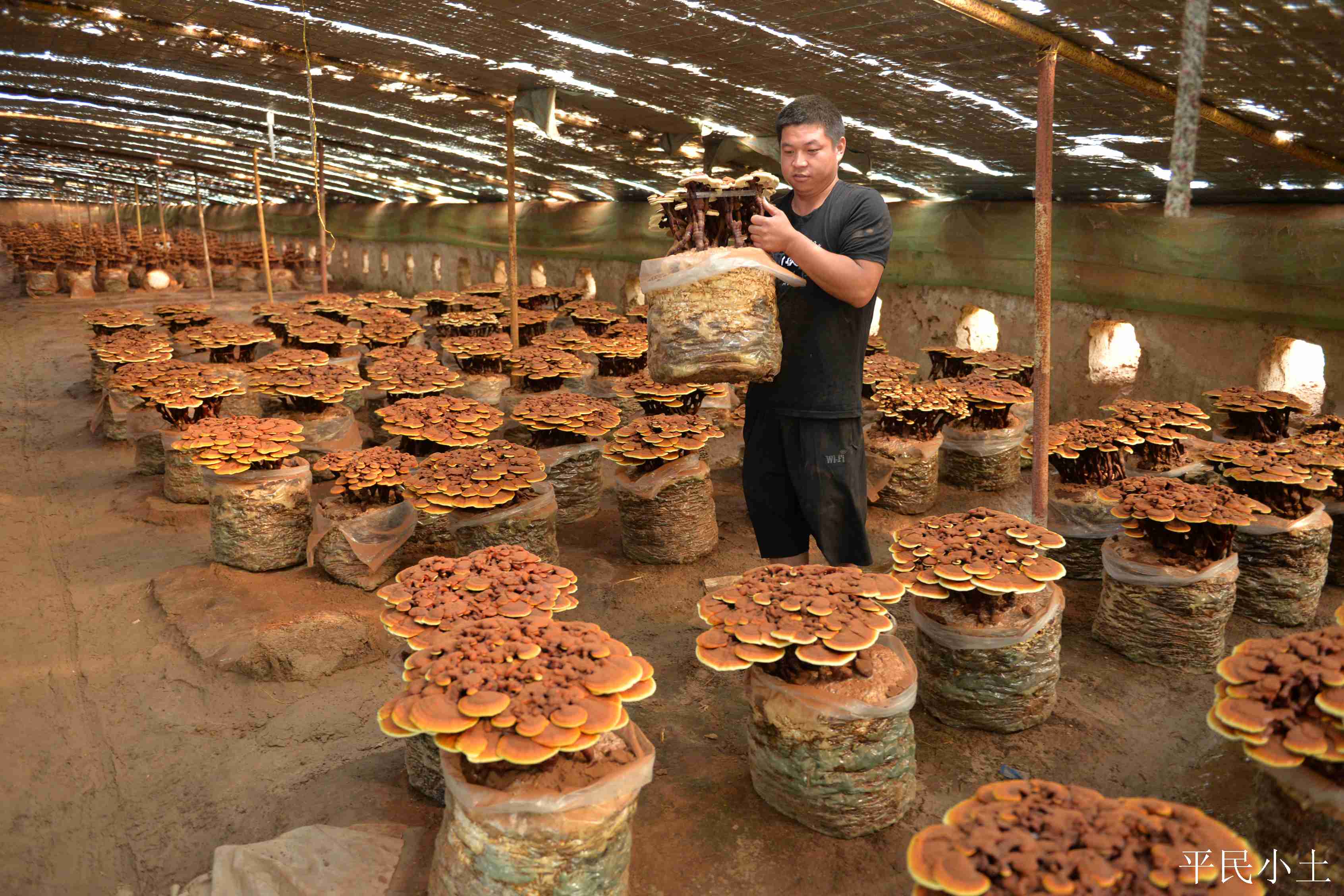 山东聊城灵芝盆景 (山东聊城盆景灵芝)