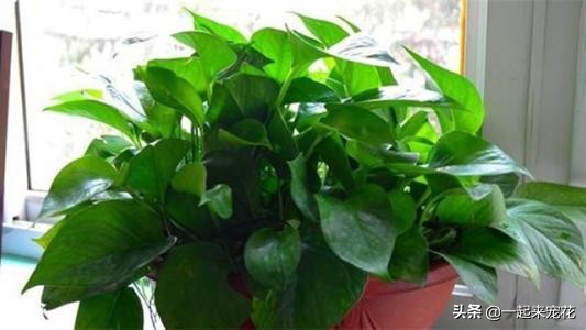 绿萝疯长的最好方法,绿萝疯长小妙招