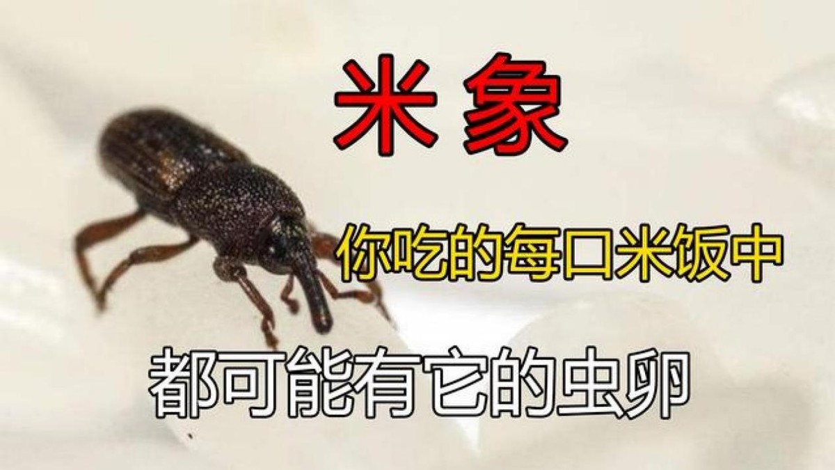 大米晒出虫子如何处理,大米晒过怎么去除黑色虫子