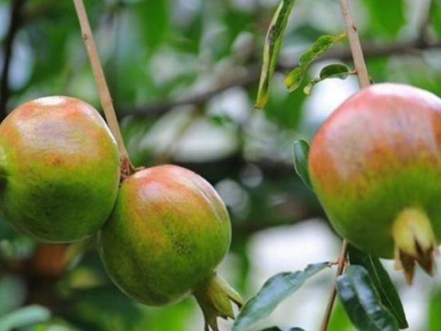 危害石榴的害虫,石榴景观树害虫有哪些