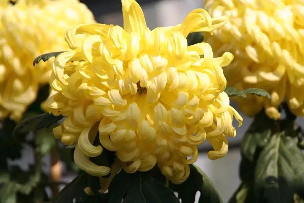 花期过后的盆栽菊花怎么养护,年后盆栽菊花开败还可以复花吗