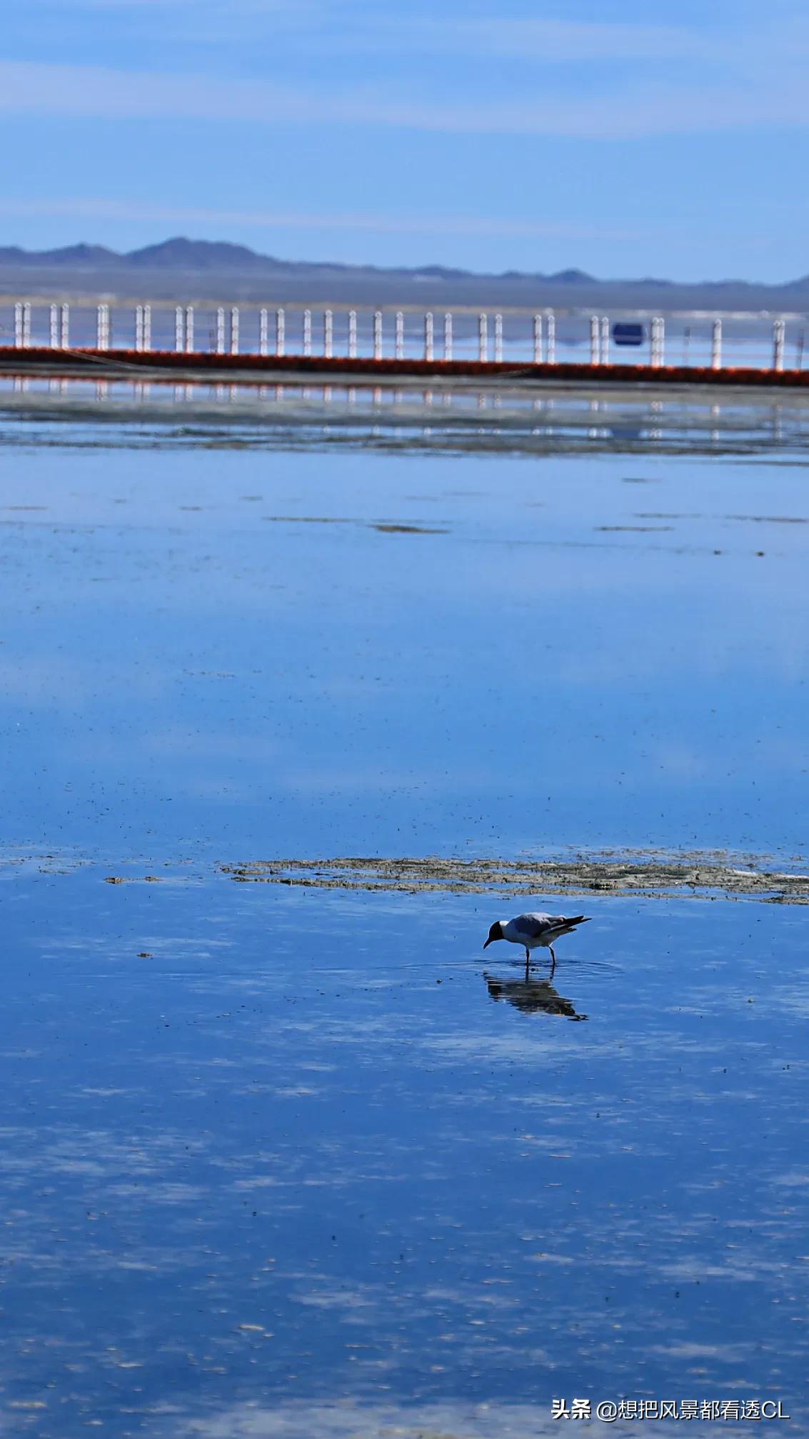 西行记电影解说,西行纪27完整版免费看