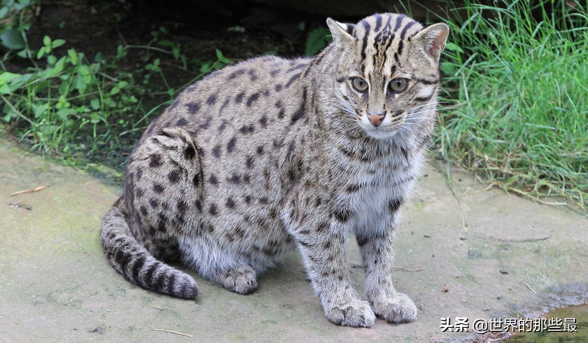 短尾猫才是凶猛的猫科,最凶的猫矮脚猫