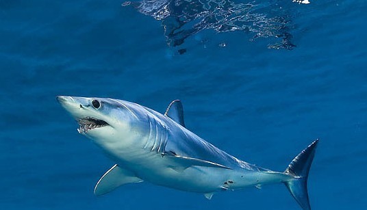 自出生之日它们注定会成为海洋里的杀手你了解鲨鱼吗？