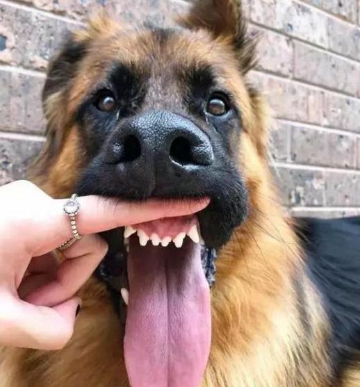 养德国牧羊犬的几大缺点,为什么德国牧羊犬很少有人养