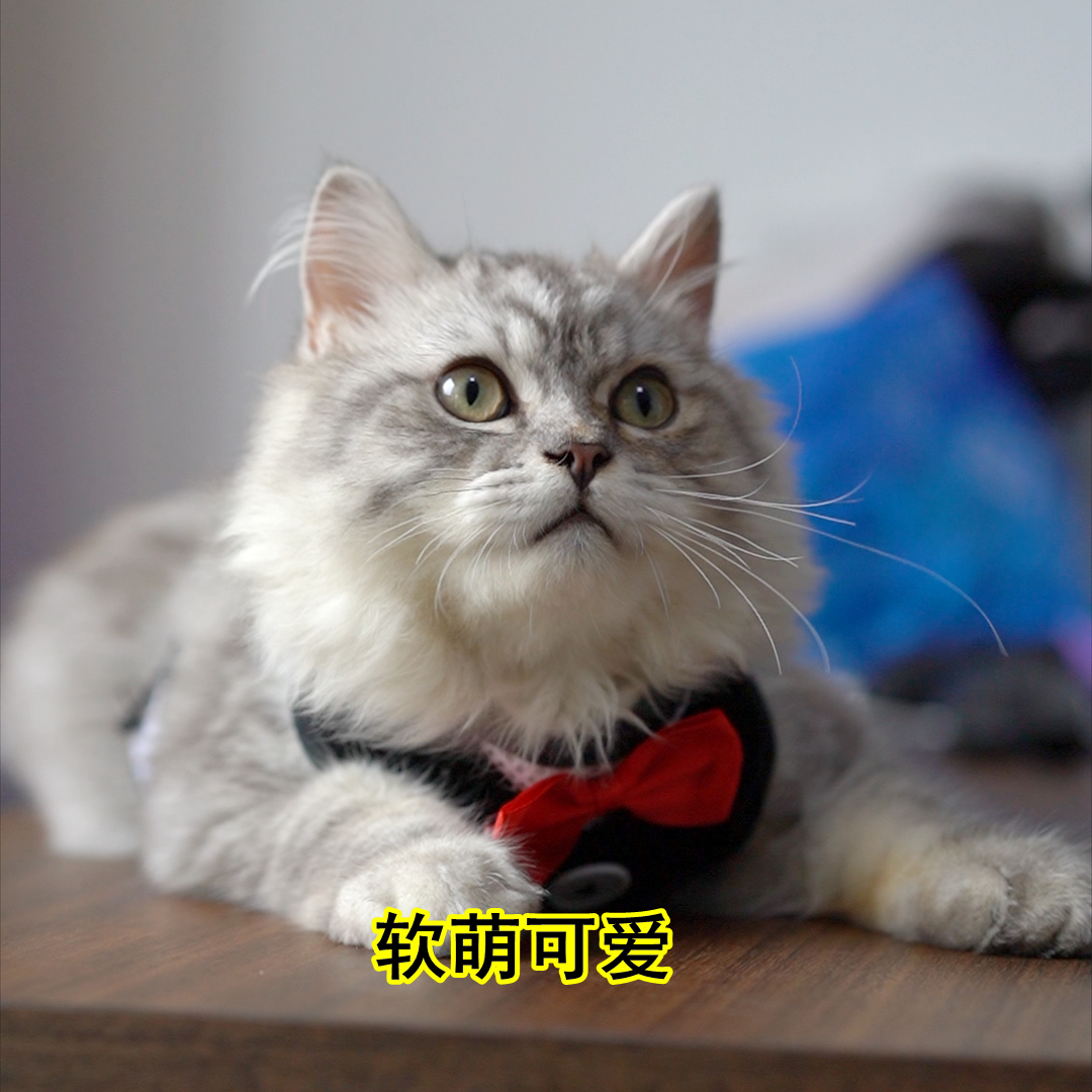 当你开始养猫的时候你就懂了人性,养猫可通人性