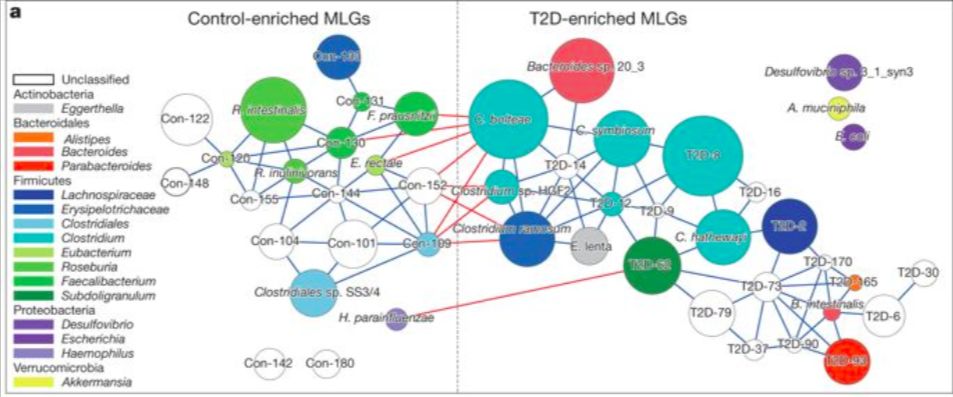 利用宿主分泌的粘蛋白“为食”的Akk菌