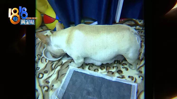 四胞胎都没有胎心胎芽正常吗,四胎无创都没问题五胎会有问题吗