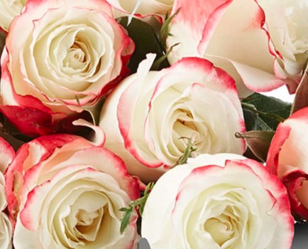 ROSEONLY不同颜色的玫瑰寓意不同，你送对了吗？