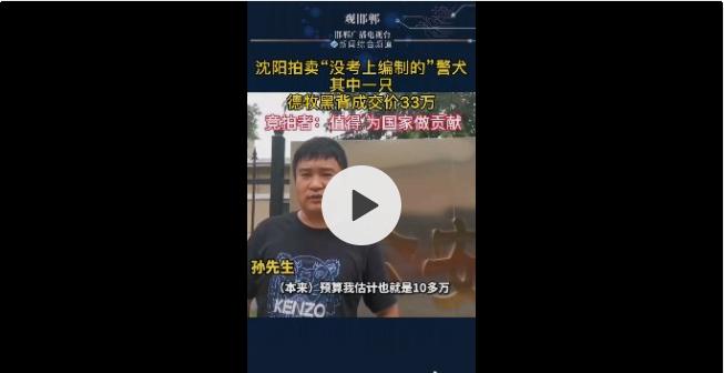 30万的德牧警犬,警犬黑背德牧多少钱