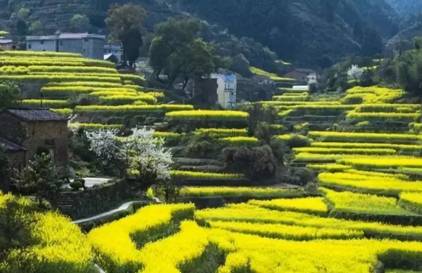 在哪里看油菜花好美哟,开化油菜花最佳观赏地