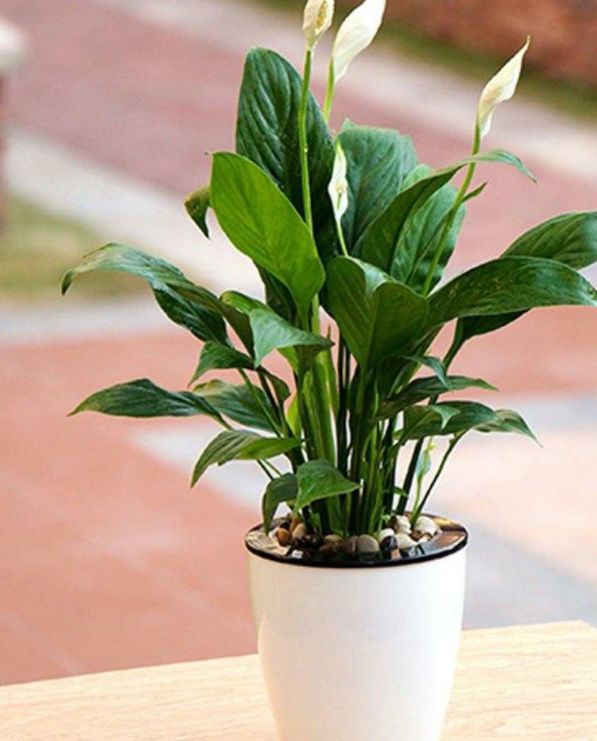 白掌怎么养才开花多,怎么促进白掌分芽