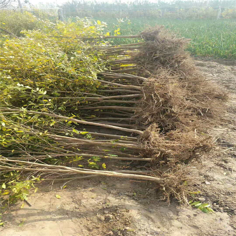 石榴树有木腐病怎么防治,石榴树霉腐病怎么办