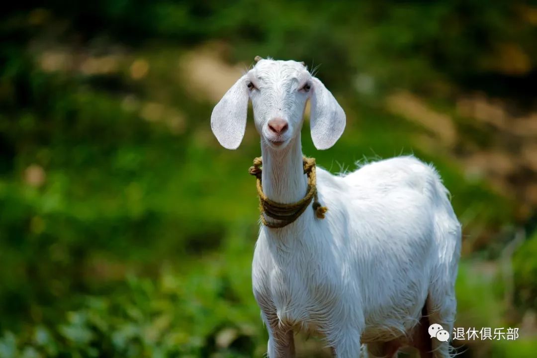 好的羊绒衫和差的羊绒衫的区别,好的羊绒衫应该怎么选