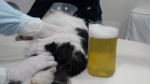 猫咪得了病治不好要安乐死吗,猫咪得了猫腹水安乐死