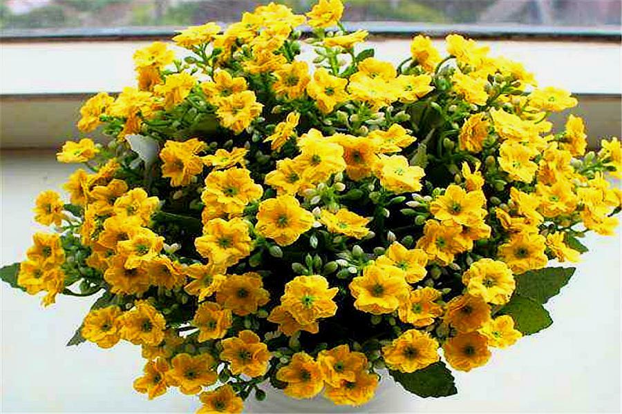 米兰花怎么快速养高大,新手养米兰花的正确方法