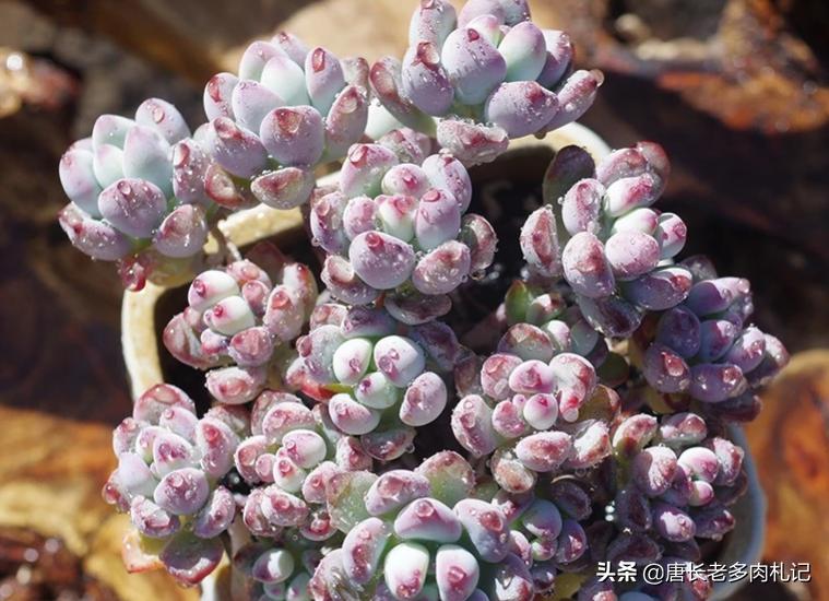 都说多肉漫画汤姆很娇气，我偏偏就不信，夏天也要丢在外面全露养