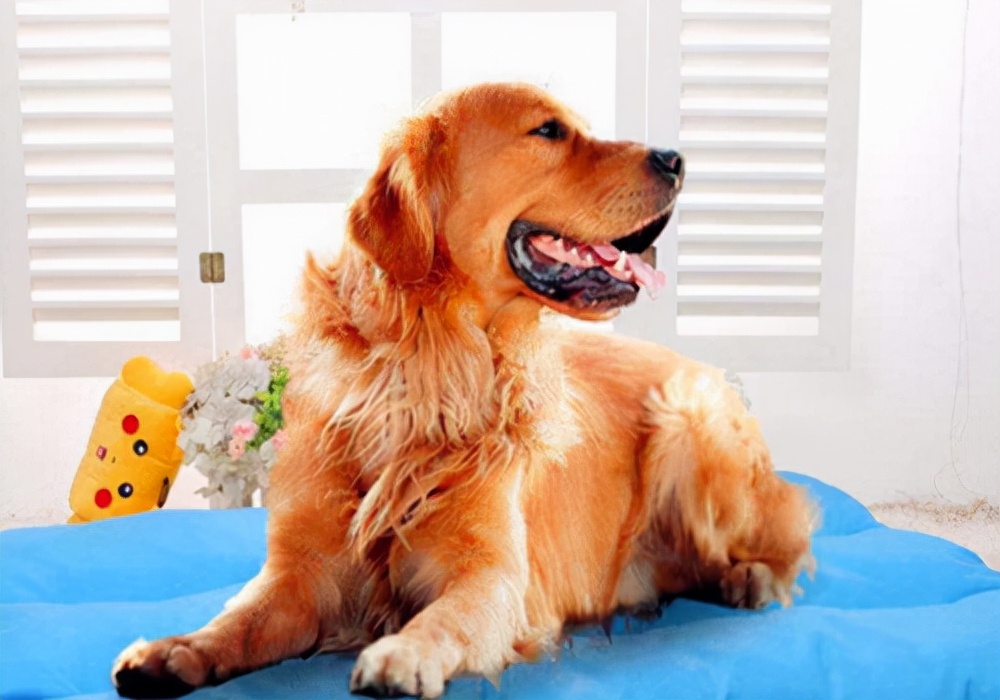 狗狗护理日常介绍,狗狗生理期过后一直流血怎么办