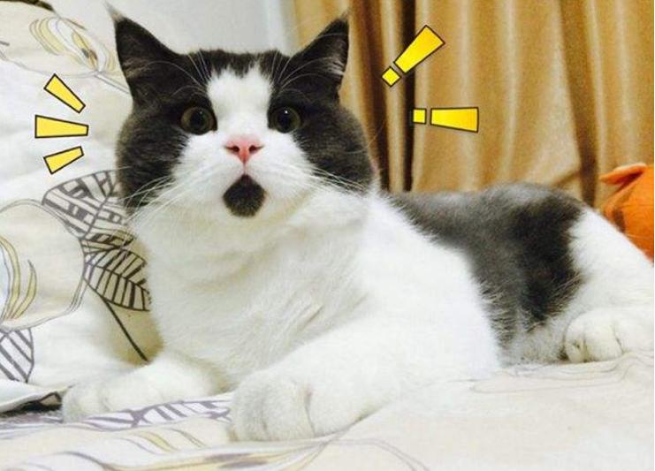 王思聪精通八国语言吗,最大网红王思聪