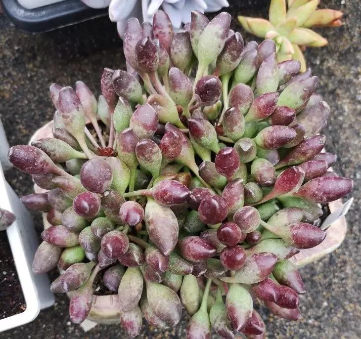 50款最红的多肉一棵多少钱,2021多肉植物掉价最多品种