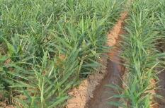 种生姜的最佳时间是什么时候,家庭种植生姜有哪些注意事项