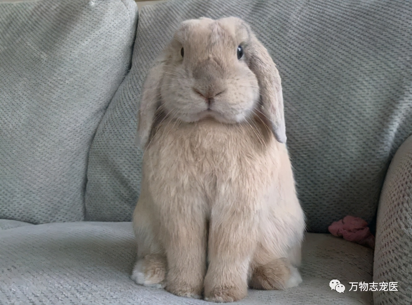 兔子不止爱吃胡萝卜,兔子有只眼睛看不见黑瞳都是白的