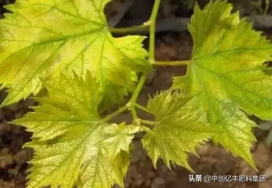 葡萄病虫害的高效防治方法,葡萄叶片发黄症状图谱