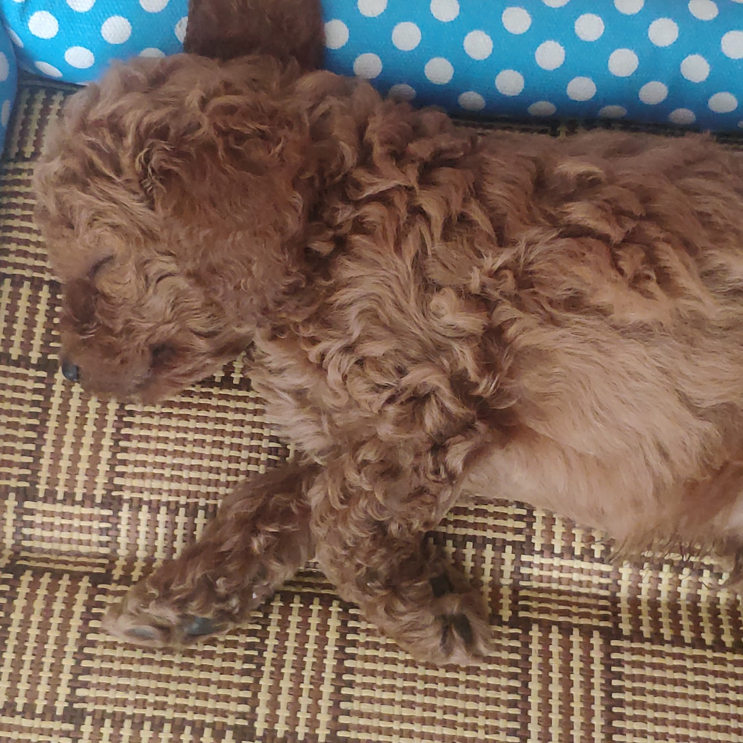 小泰迪总喜欢站着怎么办,小泰迪被冷落的表现