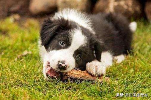 正确养边境牧羊犬防止咬人,边境牧羊犬怎么养最好看视频教程