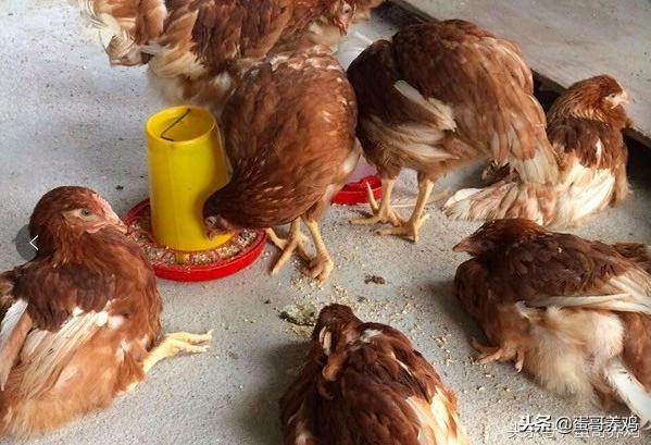 鸡痛风病的原因,鸡痛风的最初症状