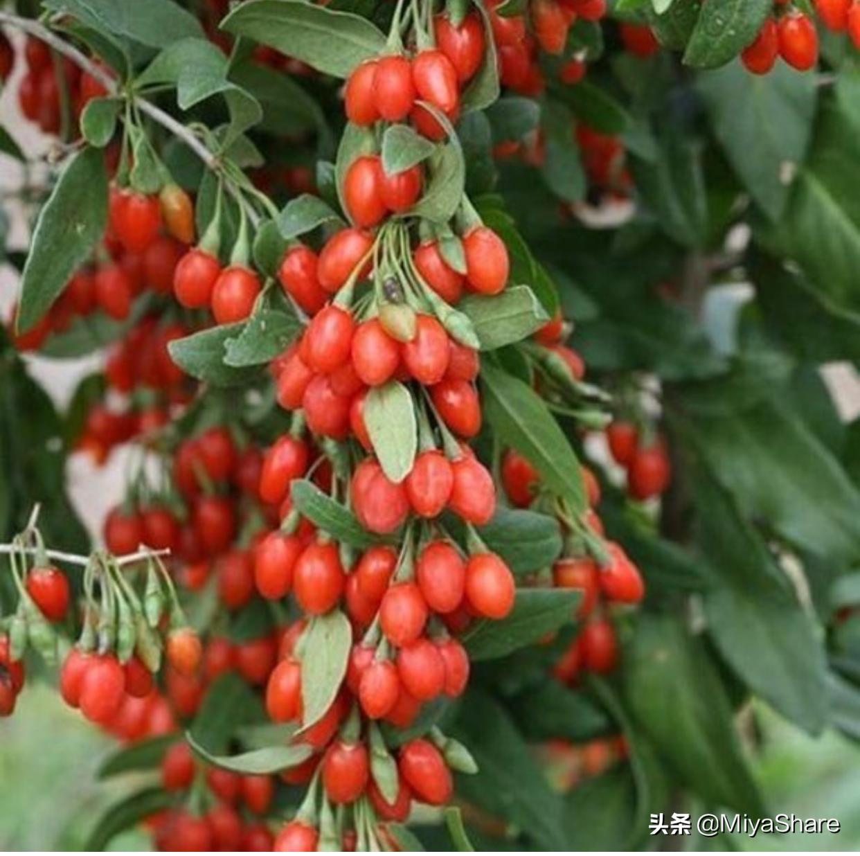 保湿玫瑰油,玫瑰果油适合什么肌肤